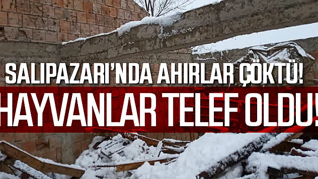Salıpazarı'nda ahır çökmesi sonucu hayvanlar telef oldu 