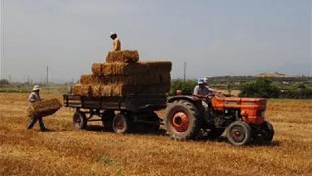 Tarlada Saman Balyası toplarken öldü