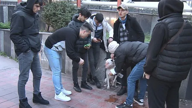 Sahipsiz pitbull köpek sokak köpeğiyle boğuştu, vatandaş seferber oldu