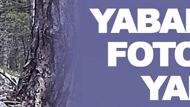 Samsun'da yaban hayatı fotokapana yakalandı