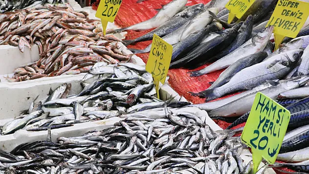 Karadenizli balıkçıların hamsiden sonra umudu 'çaça' balığında
