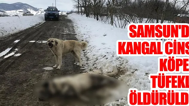 Samsun'da kangal cinsi köpek tüfekle öldürüldü