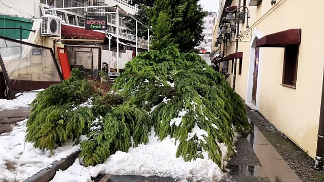 Samsun'da kar nedeniyle ağaç yıkıldı