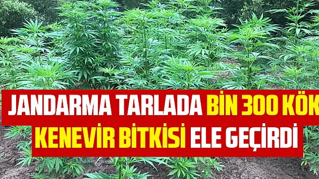 Jandarma tarlada bin 300 kök kenevir bitkisi ele geçirdi