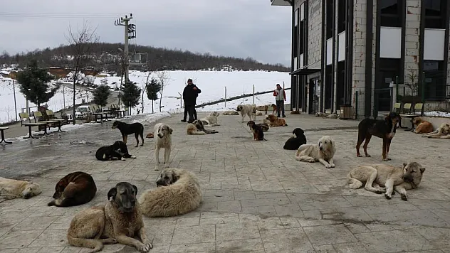 Çevre il ve ilçelerden bırakılan köpekler bir ilçenin en büyük sorunu oldu