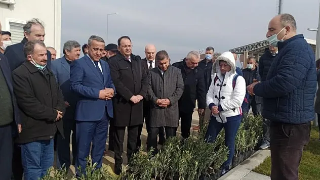 Samsun'da zeytin yetiştiriciliği artırılıyor