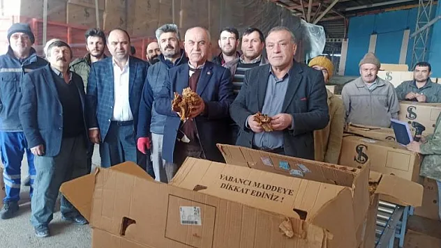 Bafra'da tütün alımları başladı