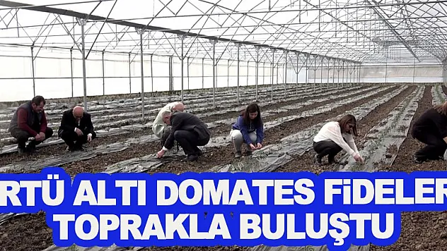 Örtü altı domates fideleri toprakla buluştu