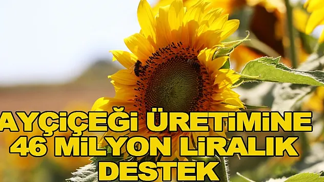 Ayçiçeği üretimine 46 milyon liralık destek