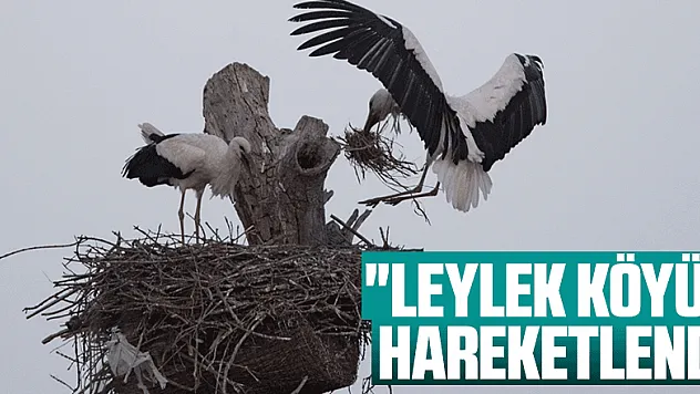 'Leylek Köyü' hareketlendi