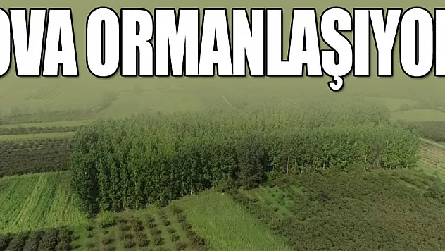 Türkiye'nin en önemli ovalarından biri 'orman'a dönüşüyor