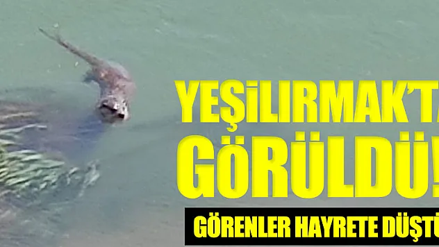 Yeşilırmak'ta görüldü! Görenler hayrete düştü