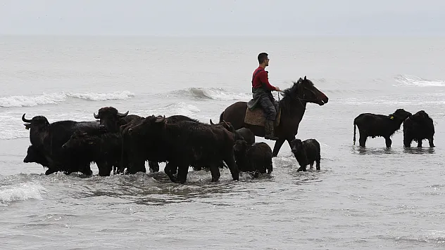 Kızılırmak Deltası'na manda salım sezonu başladı