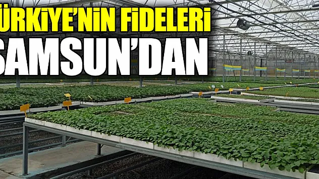 Türkiye'nin fideleri Samsun'dan