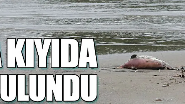 Samsun'da kıyıda ölü yunus bulundu