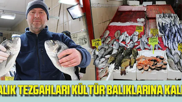 Balık tezgahları kültür balıklarına kaldı