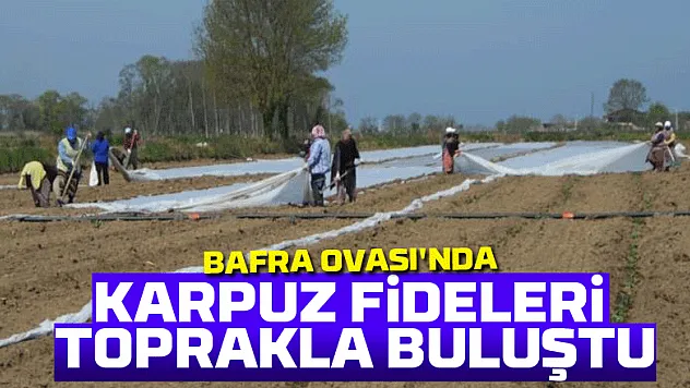 Bafra Ovası'nda karpuz fideleri toprakla buluştu