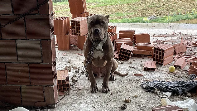 HAYDİ ekipleri, inşaatta zincirle bağlanan yasaklı ırk köpeği barınağa teslim etti