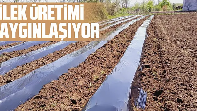 Samsun'da çilek üretimi yaygınlaşıyor