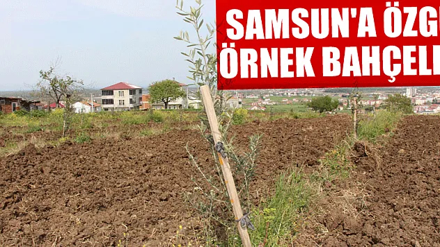 Samsun'a özgü örnek bahçeler