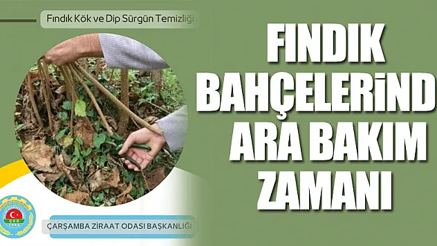 Fındık Bahçelerinde Ara Bakım Zamanı