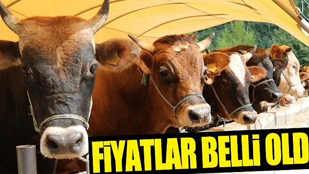 Büyükbaş ve küçükbaş kurbanlık fiyatları belli oldu