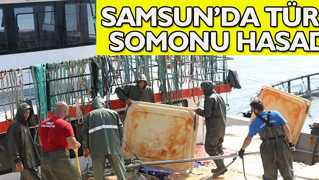 Samsun'da Türk somonu hasadı