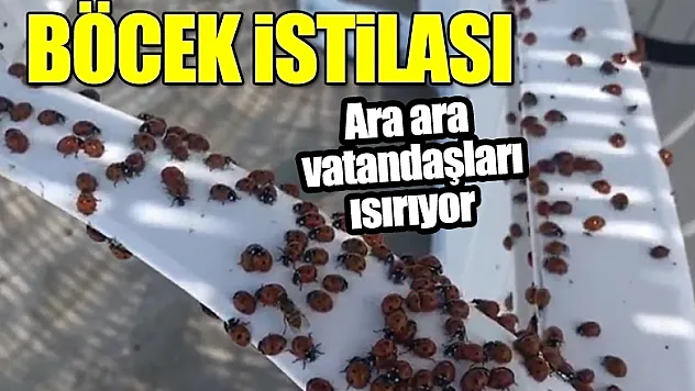 Uğur böceği istilası