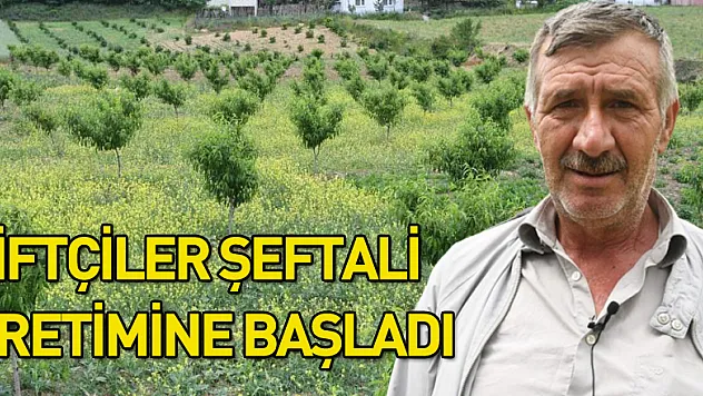 Samsun'da çiftçiler yeniden şeftali üretimine başladı