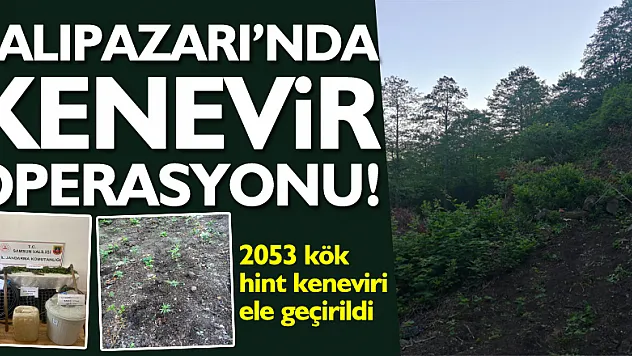 SALIPAZARI'NDA KENEVİR OPERASYONU!