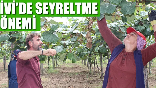 KİVİ'DE SEYRELTME DÖNEMİ