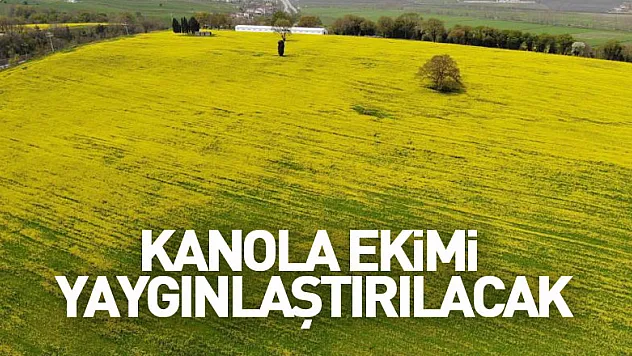 Samsun'da kanola ekimi yaygınlaştırılacak