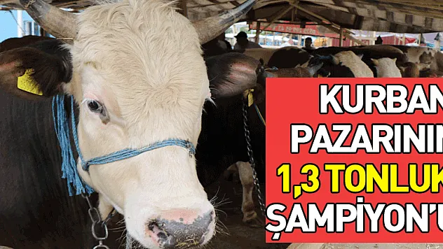 Kurban pazarının 1,3 tonluk Şampiyon'u