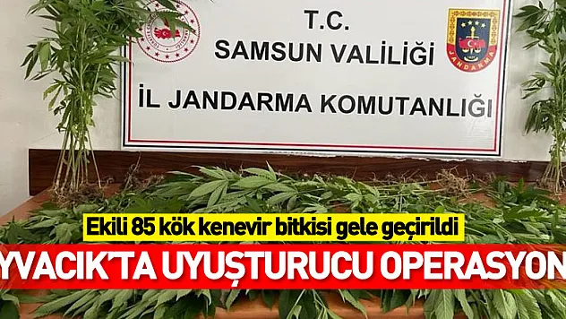 Samsun'da arazide ekili 85 kök kenevir bitkisi gele geçirildi: 1 kişi tutuklandı
