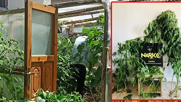 Bahçesinde dişi Hint keneviri yetiştiren şahsa gözaltı