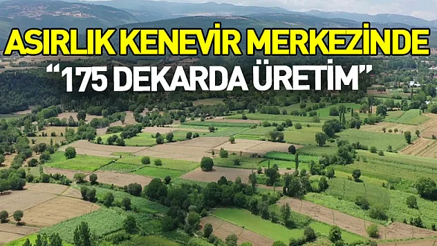 Asırlık kenevir merkezinde 175 dekarda üretim