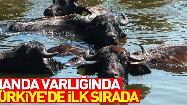 Samsun, manda varlığında Türkiye'de ilk sırada