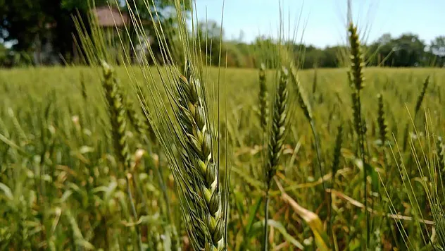 Hububat desteğinde son müracaat tarihi 16 Eylül 