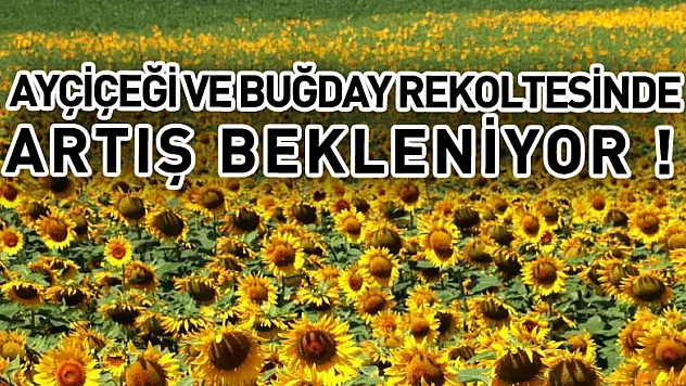 Ayçiçeği ve buğday rekoltesinde atış bekleniyor