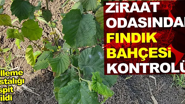 ZİRAAT ODASINDAN FINDIK BAHÇESİ KONTROLÜ