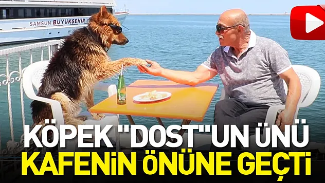Köpek 'Dost'un ünü kafenin önüne geçti