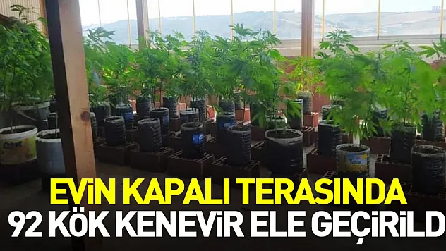 Evin kapalı terasında 92 kök kenevir ele geçirildi