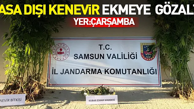Çarşamba'da yasa dışı kenevir ekmeye  gözaltı