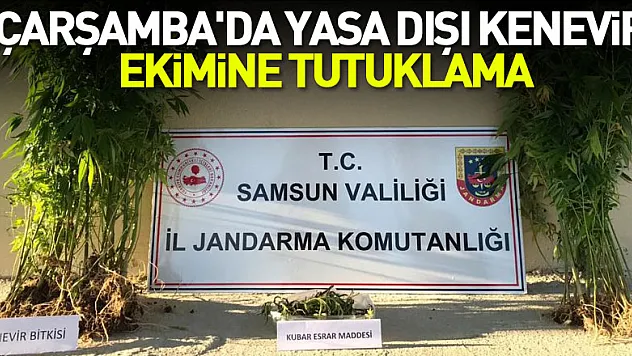Samsun'da yasa dışı kenevir eken 1 kişi tutuklandı