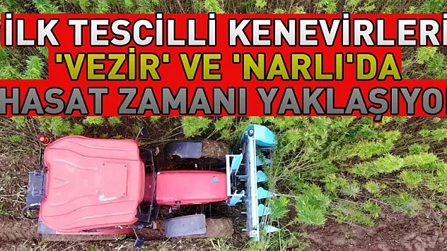 Türkiye'nin ilk tescilli kenevirleri 'vezir' ve 'narlı'da hasat zamanı yaklaşıyor