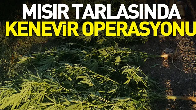 Mısır Tarlasında Kenevir Operasyonu