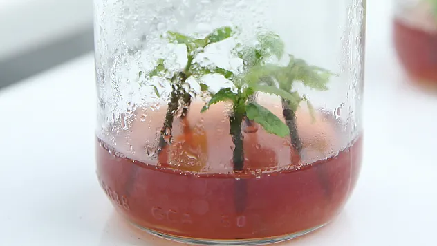 Fındık dokusundan laboratuvar ortamında fidan üretildi