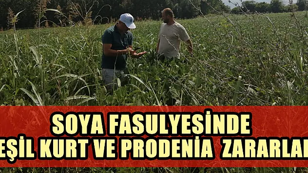 SOYA FASULYESİNDE YEŞİL KURT VE PRODENİA ZARARLARI