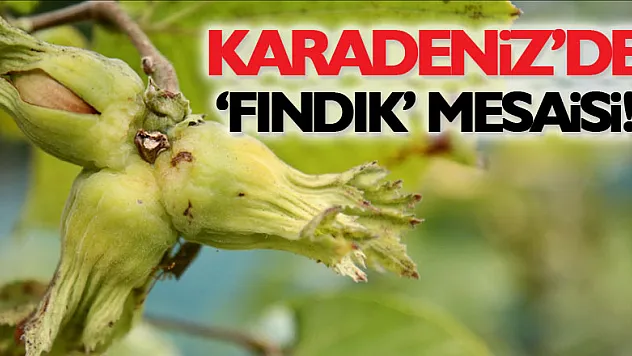 Karadeniz'de 'fındık' mesaisi!
