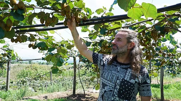 Kuaförlüğü bırakıp çiftçi oldu: Kivi yetiştiriyor